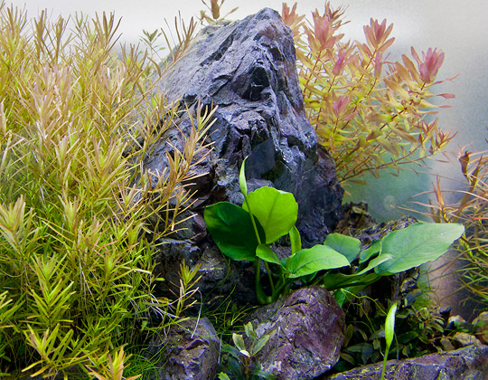 水草の生長 いのち を感じる チャーム水草ブログ